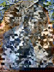 Святитель Савва II Сербский